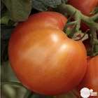 Plants de tomates 'Fantasio' F1 : barquette de 3 plants